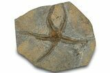 Ordovician Brittle Star (Ophiura) - Morocco #306229-1